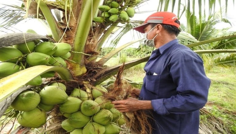 Trái dừa 'lên sàn' quốc tế, bước chuyển mình số hóa của nông sản Việt